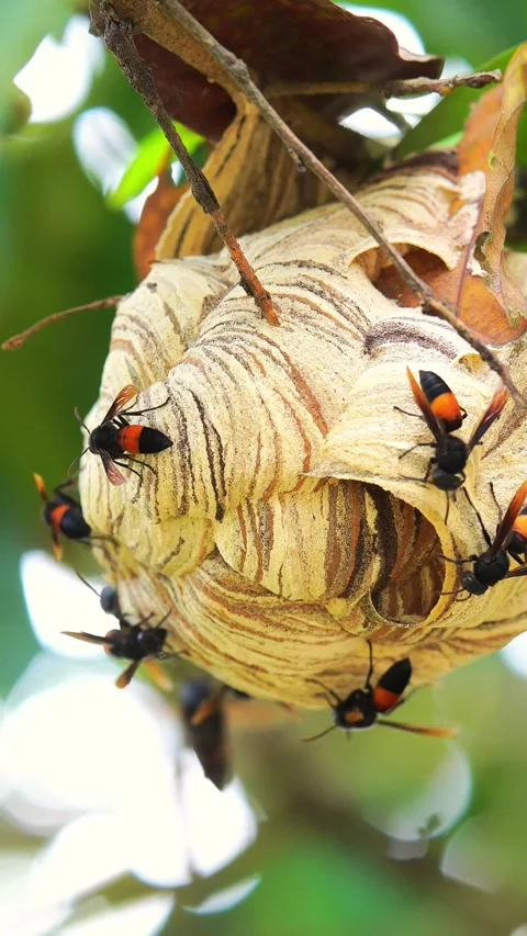 Wasps cluster on a papery nest Stock Footage 336271338