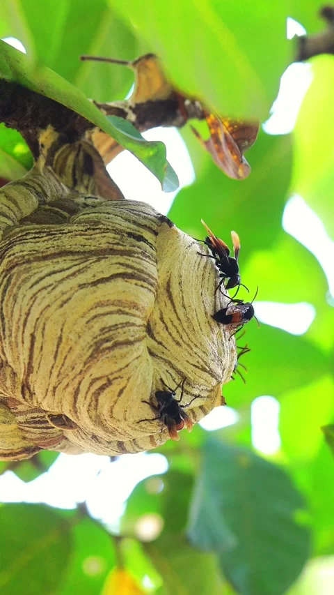 Wasps cluster on a papery nest Stock Footage 336271629