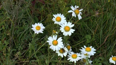 Wasps collect nectar on the white flowers. Stock Footage 125993019