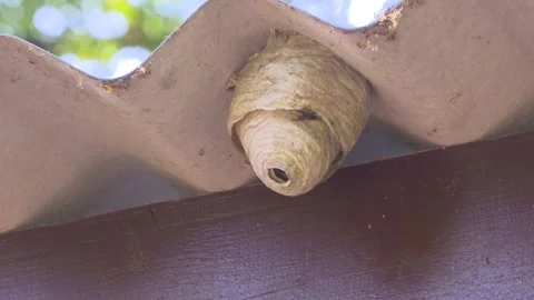 Wasps constructing a nest under roof overhang Stock Footage 243799639