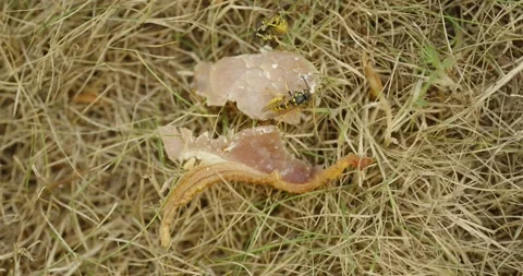 Wasps consuming leftover meat timelapse on grass Stock Footage 313810460
