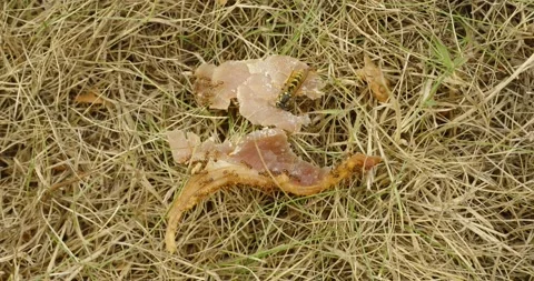 Wasps consuming leftover meat timelapse on grass Stock Footage 313810479