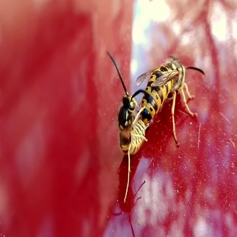 Wasps copulating. Stock Footage 69546196