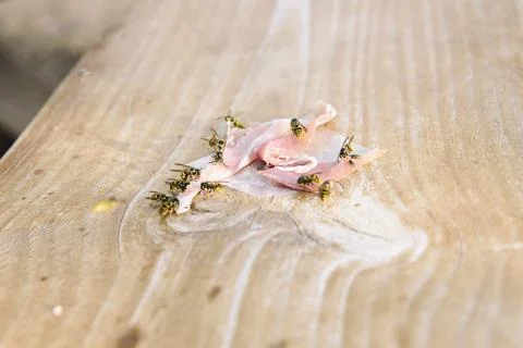 Wasps devour a slice of ham on a wooden surface in a sunny outdoor setting Stock Photos
