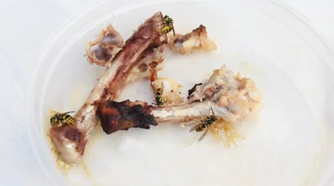 Wasps Eat Bones Stock Footage 8659428