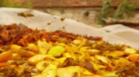 Wasps Eat Chopped and Putrid Pears Pov Wasp Fly Macro Stock Footage 67223570