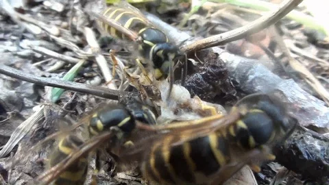 The wasps eat the larva Video stock 92464439