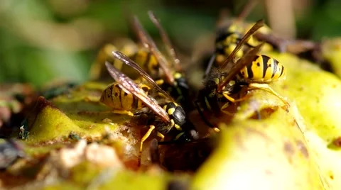 Wasps eat a pear Stock Footage 56525493
