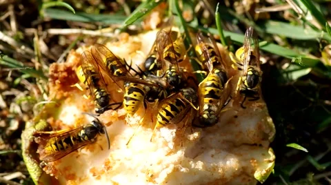 Wasps eat a pear Stock Footage 56525536
