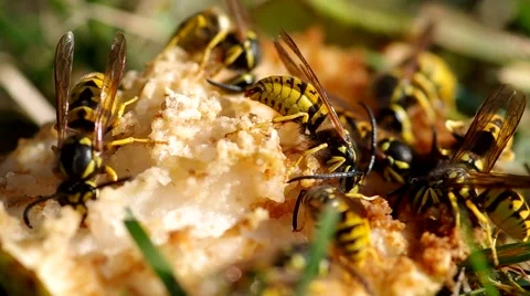 Wasps eat a pear Stock Footage 56525567