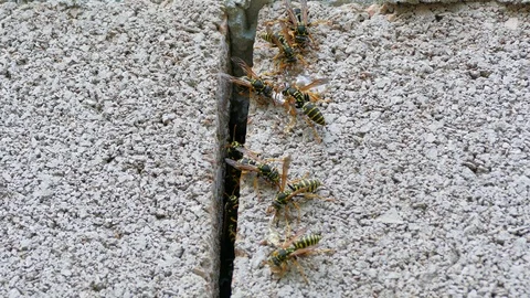 Wasps eat thick liquid from the wall Stock-Footage 123585490