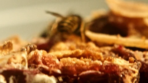 Wasps eating a cake version B. Stock Footage 86524544