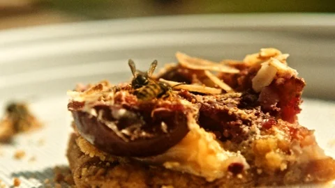 Wasps eating a cake version A. Stock Footage 86524148