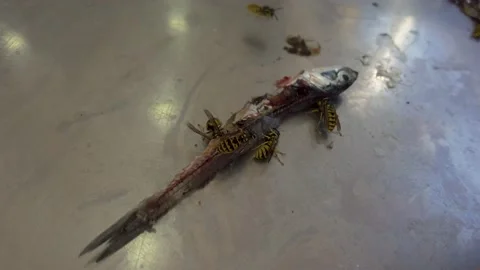 Wasps eating of dead fish Stock Footage 222341280