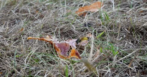 Wasps eating ham timelapse on grass Stock Footage 313810489