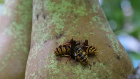 Wasps Eating a Pear 库存影片 140996162