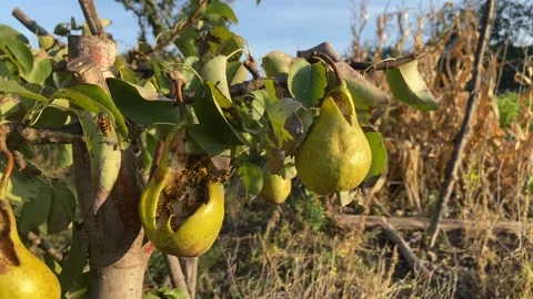Wasps eating a pear on a tree Stock Footage 301677226