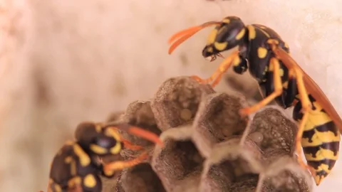 Wasps with eggs Stock Footage 103054690