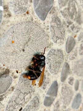 Wasp's End: A Close-up of a Fallen Insect Stock Photos