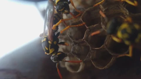 Wasps that ensure the proper functioning of a nest in which there are larvae, 動画素材 157840906