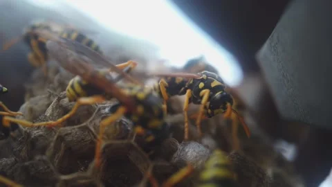 Wasps that ensure the proper functioning of a nest in which there are larvae, 動画素材 157840915