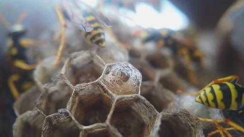 Wasps that ensure the proper functioning of a nest in which there are larvae, 動画素材 157840916
