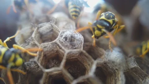 Wasps that ensure the proper functioning of a nest in which there are larvae, 動画素材 157840917