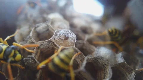 Wasps that ensure the proper functioning of a nest in which there are larvae, 動画素材 157840918