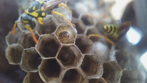 Wasps that ensure the proper functioning of a nest in which there are larvae, 動画素材 157840920