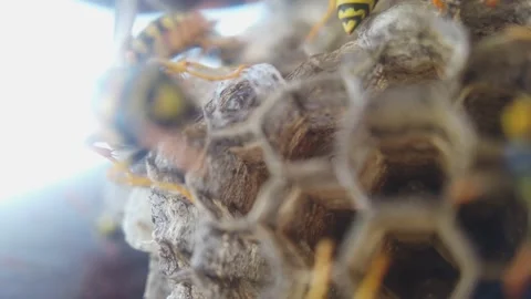 Wasps that ensure the proper functioning of a nest in which there are larvae, 動画素材 157840925