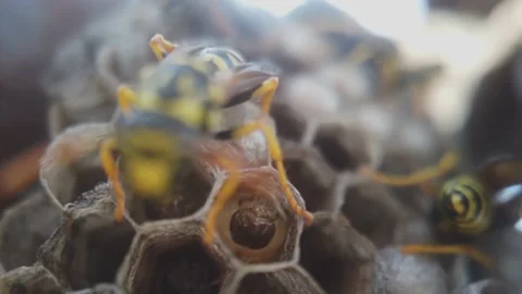 Wasps that ensure the proper functioning of a nest in which there are larvae, 動画素材 157840992