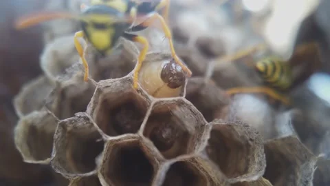 Wasps that ensure the proper functioning of a nest in which there are larvae, 動画素材 157840995