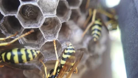 Wasps that ensure the proper functioning of a nest in which there are larvae, 動画素材 157840997