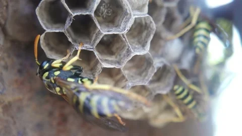 Wasps that ensure the proper functioning of a nest in which there are larvae, 動画素材 157841000