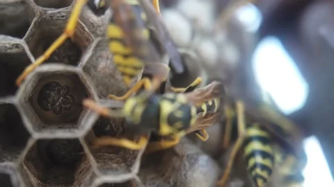 Wasps that ensure the proper functioning of a nest in which there are larvae, 動画素材 157841006