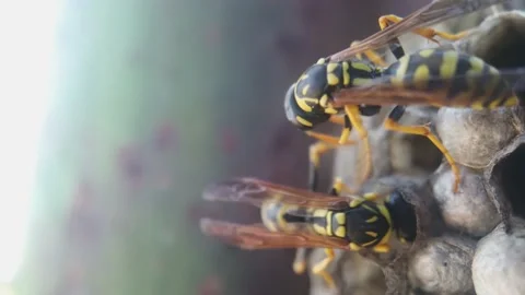 Wasps that ensure the proper functioning of a nest in which there are larvae, 動画素材 157862529