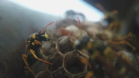 Wasps that ensure the proper functioning of a nest in which there are larvae, 動画素材 157862571