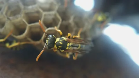 Wasps that ensure the proper functioning of a nest in which there are larvae, 動画素材 157862601