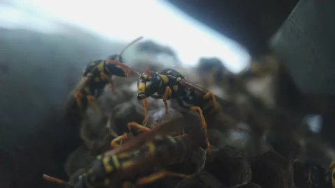 Wasps that ensure the proper functioning of a nest in which there are larvae, 動画素材 157862655
