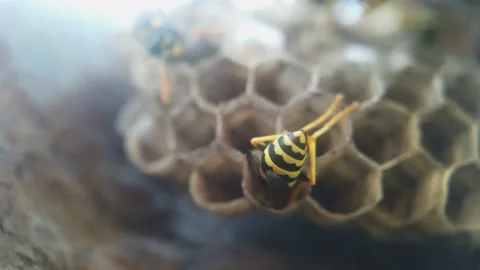 Wasps that ensure the proper functioning of a nest in which there are larvae, 動画素材 157862751