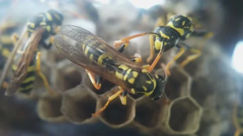 Wasps that ensure the proper functioning of a nest in which there are larvae, 動画素材 157862771