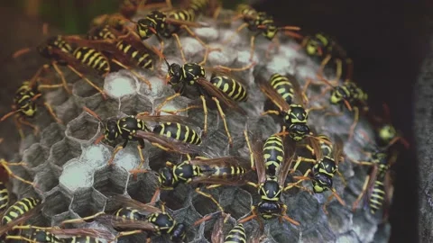 Wasps that ensure the proper functioning of a nest in which there are larvae, 動画素材 162135835
