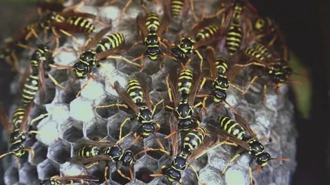 Wasps that ensure the proper functioning of a nest in which there are larvae, 動画素材 162135839