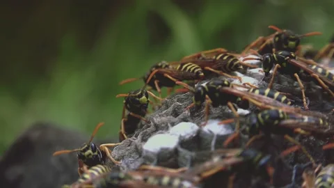 Wasps that ensure the proper functioning of a nest in which there are larvae, 動画素材 162135840
