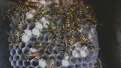 Wasps that ensure the proper functioning of a nest in which there are larvae, 動画素材 162135841