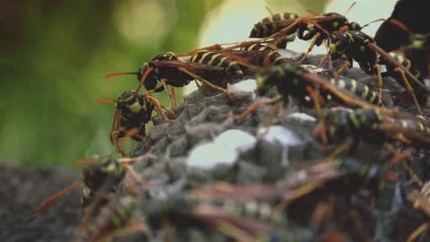 Wasps that ensure the proper functioning of a nest in which there are larvae, 動画素材 162135843