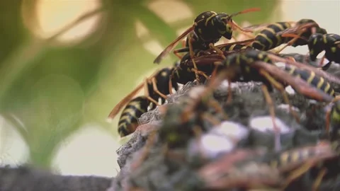 Wasps that ensure the proper functioning of a nest in which there are larvae, 動画素材 162135857