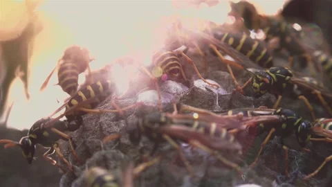 Wasps that ensure the proper functioning of a nest in which there are larvae, 動画素材 162135858