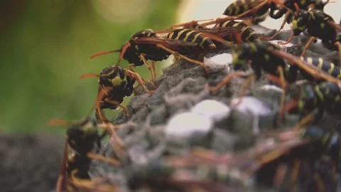 Wasps that ensure the proper functioning of a nest in which there are larvae, 動画素材 162135862