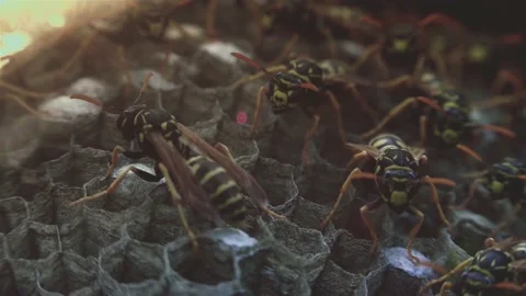 Wasps that ensure the proper functioning of a nest in which there are larvae, 動画素材 162135866